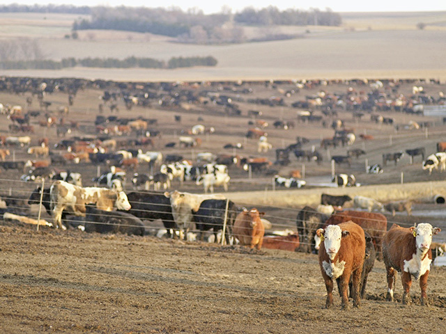 A new livestock emissions reporting rule may soon take effect, Image by Jim Patrico